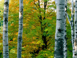 Birch Trees, USA Photographic Print by Mark Newman