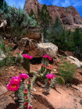 Simpson Hedgehog Cactus, Kolob Canyon, Zion National Park, USA Photographic Print by John Elk III