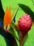 Bird of Paradise Flower at the Foster Botanic Garden,Honolulu, Oahu, Hawaii, USA Photographie par Richard Cummins