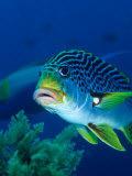 Diagonal Banded Sweetlips (Plectorhinchus Lineatus), Indonesia Photographie par Michael Aw