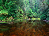 Rapid River in Rainforest Tarkine, Tasmania, Australia Photographic Print by Rob Blakers