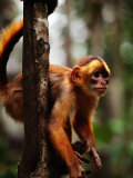 A Small Monkey from the Amazon of Brazil, Brazil Photographie par John Maier Jr.