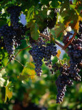 Purple Grapes Hanging on Vine, Napa Valley, California, USA Photographic Print by Stephen Saks