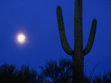 Moon and Silhouetted Cactus,Saguaro National Park, Arizona, USA Photographic Print by Richard Cummins