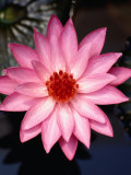 The Sacred Lotus Flower, Indonesia Photographic Print by Gregory Adams