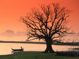 Bare Tree and Boat on Edge of Taungthaman Lake at Sunrise, Amarapura, Mandalay, Myanmar (Burma) Lámina fotográfica por Anders Blomqvist