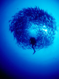 Diver in Middle of School of Fish, Bali, Indonesia Photographie par Michael Aw