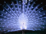 White Peacock at Oakley Plantation, St. Francisville, USA Photographic Print by John Elk III