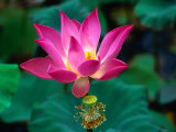 Lotus Flower, Indonesia Photographic Print by Paul Beinssen