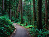 Trail in Rainforest Olympic National Park, Washington, USA Photographic Print by Rob Blakers
