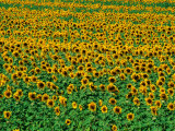 Sunflower Field, Tuscany, Italy Photographic Print by David Tomlinson