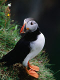 Puffin (Fratercular Arctica) at Dyrholaey Headland, Near Vik I Mydral, Vik, Sudurland, Iceland Photographic Print by Grant Dixon