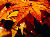 Water Droplets on Maple Leaves in Autumn, Kyoto, Japan Photographie par Frank Carter