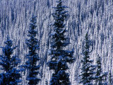 Pine Forest on Hillside Aspen, Colorado, USA Photographic Print by Rob Blakers