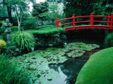 Bridge and Pond of Japanese Style Garden, Kildare, Ireland Photographic Print by Tony Wheeler