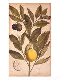 Untitled Giclee Print