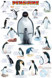 Penguins Chart Plakaty Penguins Chart Plakaty