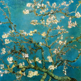 Blommande grenar av mandel, San Remy ca 1890 (Almond Branches in Bloom, San Remy, c.1890) Posters av Vincent van Gogh