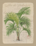 Alee de Palmiers Láminas