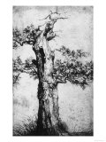 Study of a Tree, Royal Library, Turin Giclee Print by Jan Wijnants