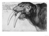 Walrus, British Museum, London Giclee Print by Albrecht Dürer