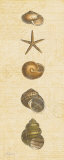 Coastal Shells II Prints by Katie Pertiet