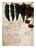Cherries and Peas, Institut De France, Paris reproduction procédé giclée par Leonardo da Vinci 