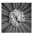 Palm Pom Edycja limitowana autor Michael Joseph