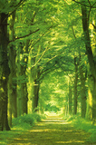 Forest Path Posters af Hein Van Den Heuvel