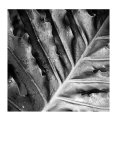Morning Dew Edycja limitowana autor Michael Joseph