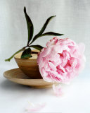 Peony Kunstdrucke von Amelie Vuillon