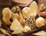 Sea Shells Art by Jean-Michel Labat
