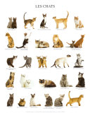 Gatos Arte