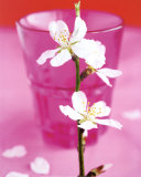 Almond Tree Flower Print by Amelie Vuillon