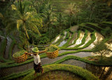 Riziere, Bali Kunstdrucke von Diagentur 