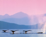 Whales Poster