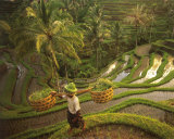 Riziere-Bali Affiches par Diagentur 