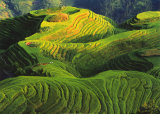 Rizieres en Terrasse, Chine Print by Keren Su