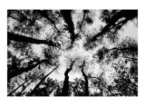 Standing High Edycja limitowana autor Michael Joseph