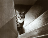 Cat in the Stairs Prints by Marie Babey