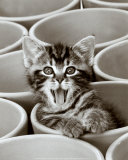 Kitty Cat Prints by Jean-Michel Labat
