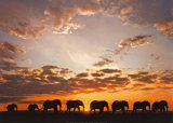 Troupe d'Elephats Affiches par Steve Bloom