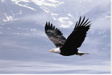 Eagle Stretched Canvas Print