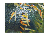 Koi III Edition limitée par Mark St. John