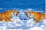Bengal Tigers Roaring Stretched Canvas Print