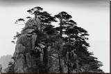 Stange Pines, Huangshan, China Reproducción en lienzo de la lámina Stange Pines, Huangshan, China Reproducción en lienzo de la lámina