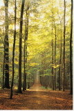 Chemin dans la forêt Reproduction transférée sur toile