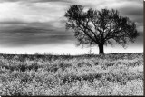 Tree in a Field, Severville, Tennessee Stretched Canvas Print