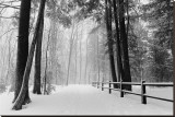 Winter Country Lane, Michigan Stretched Canvas Print