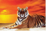 Tiger Stretched Canvas Print